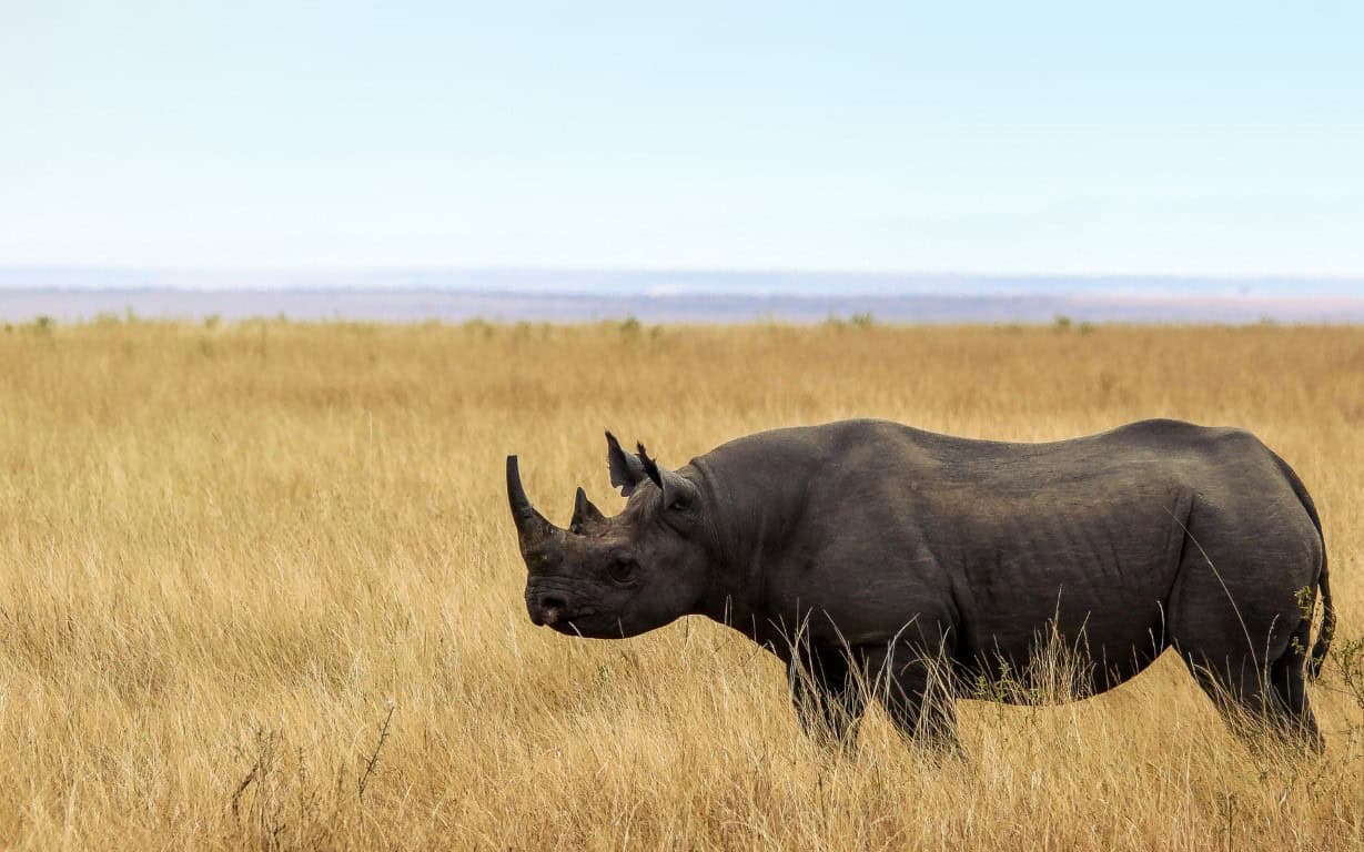 Black rhino in Tanzania | Photo: Steve and Bryce Kroencke