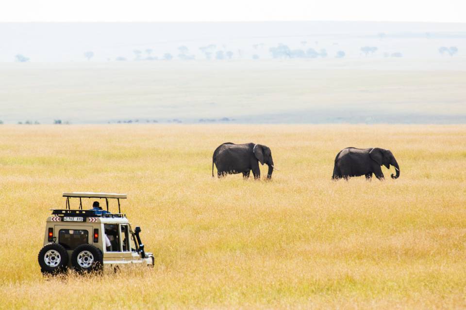 Elephant in a distance