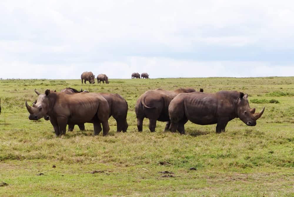 Nguli Rhino Sanctuary on a Kenya safari