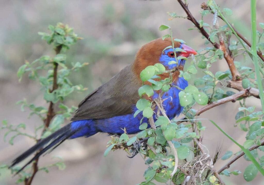 Purple Grenadier spotted on a birding safari in Kenya