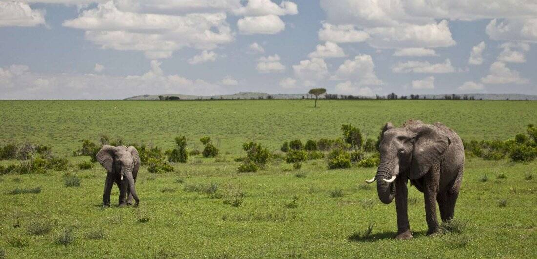 Elephant in the Serengeti National Park