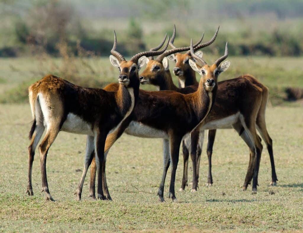 Black Lechwe in Zambia