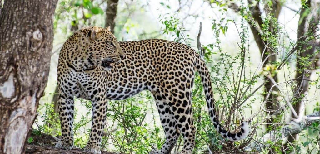 Leopard in Sabi Sands Game Reserve.