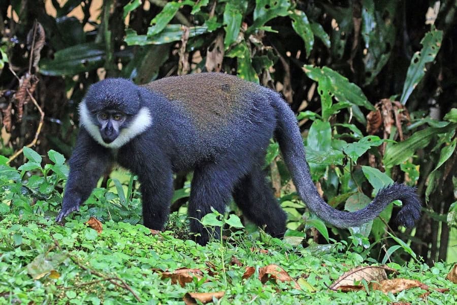 lhoests monkey