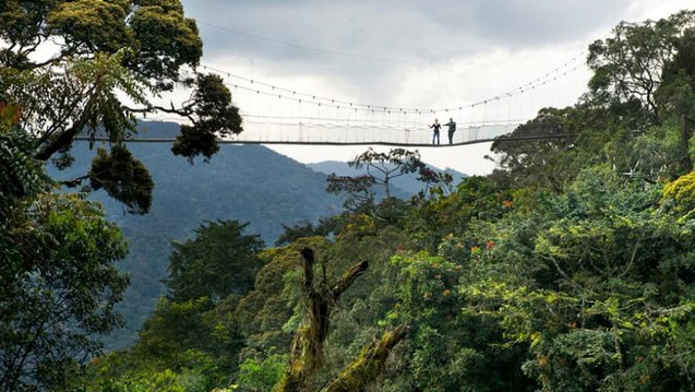 nyungwe forest