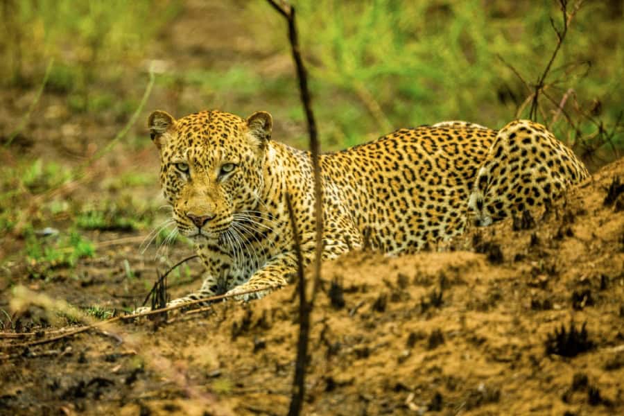 leopard akagera