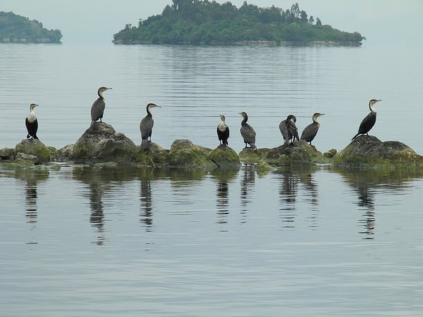 birding tour in lake kivu rwanda safari