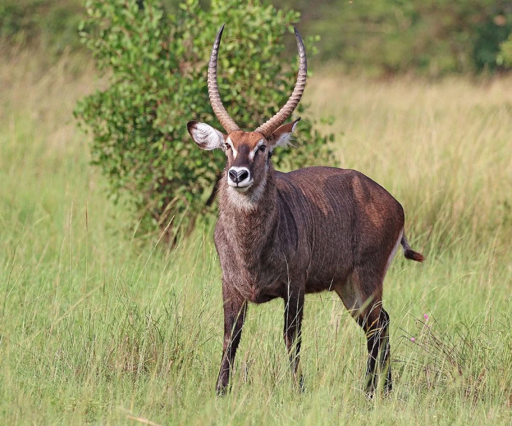 defassa waterbuck