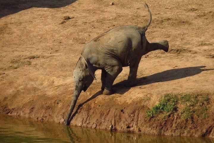 elephant akagera national park