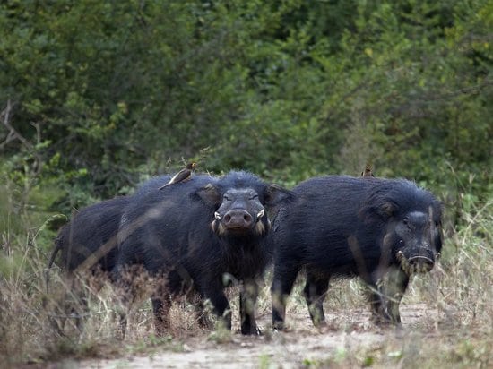 giant forest hog