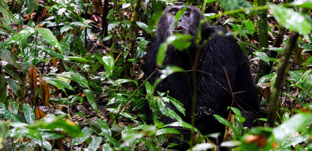 nyungwe-forest-national-park-chimpanzee