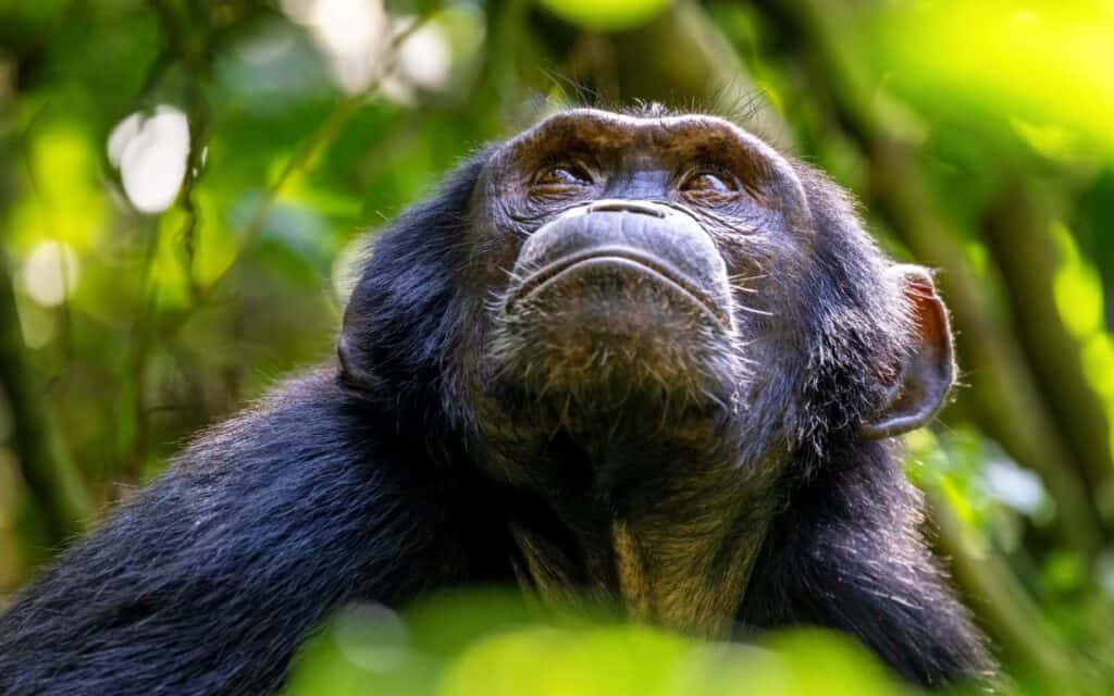 An adult chimpanzee looks up to the sun shining through a break in the tree canopy.