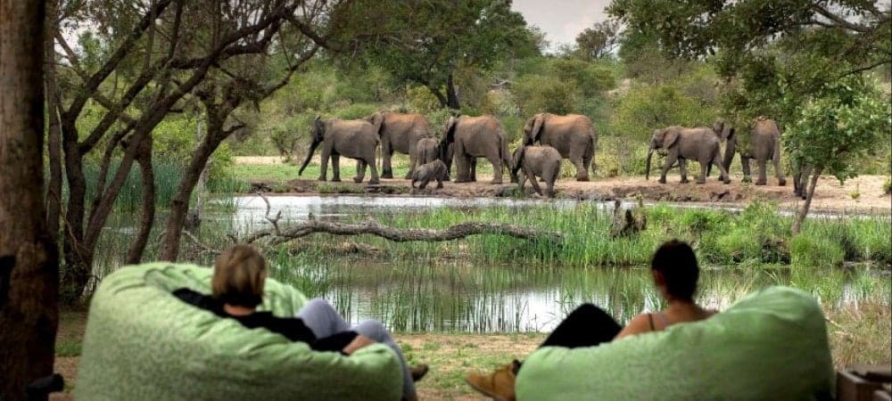 Elephants at Timbavati