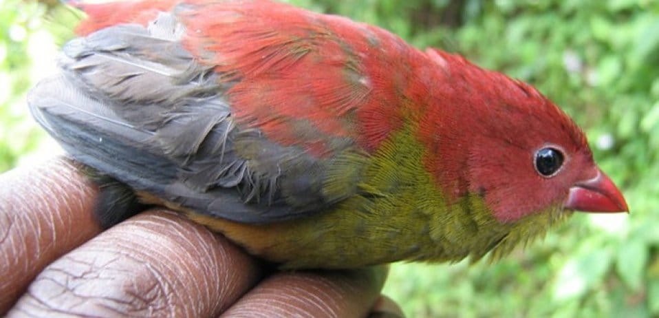 Beautiful and bizarre birds of Uganda