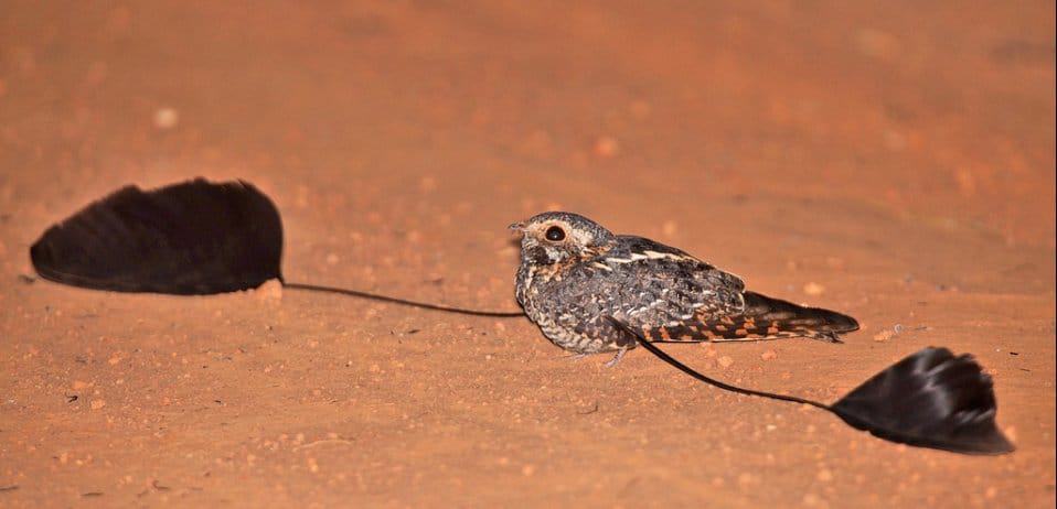 Beautiful and bizarre birds of Uganda