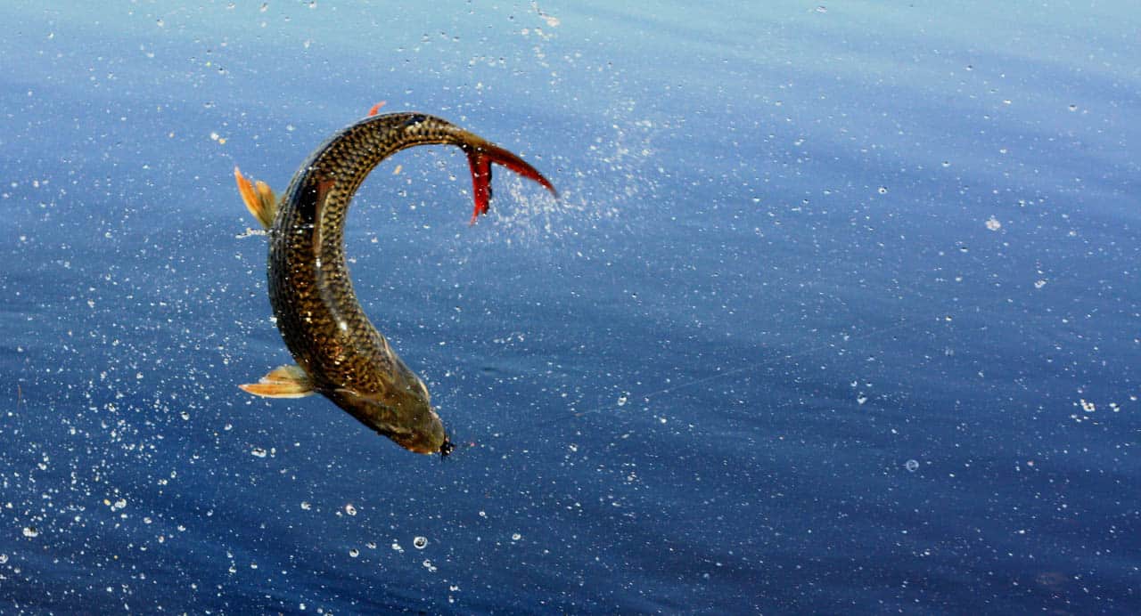 Tiger fishing is excellent between August and November