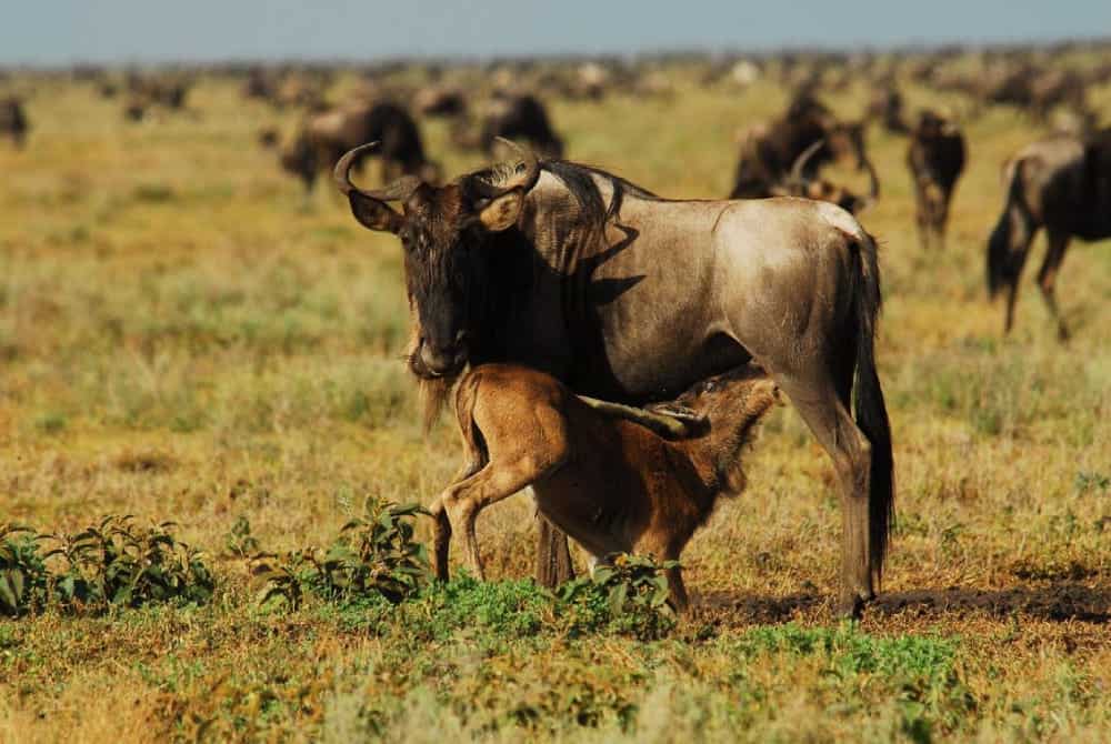 calving season wildbeest migration