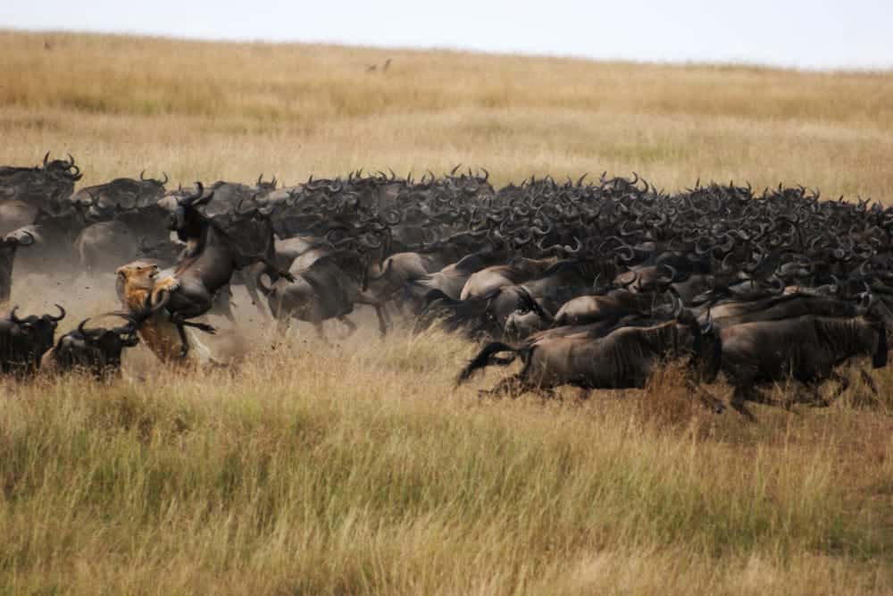 Lion hunts a wildebeest during the Great Migration in Masai Mara, Kenya | Photo credit: Mara Plains Camp