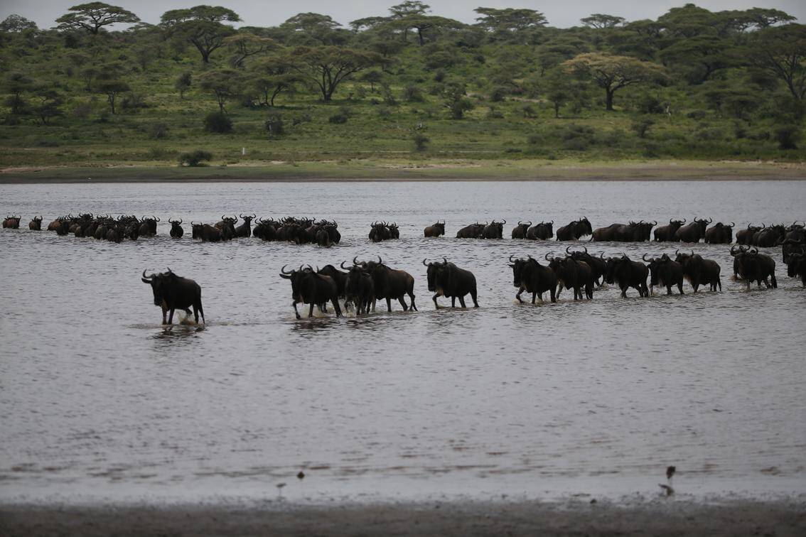 wildbeest crossing lake ndutu