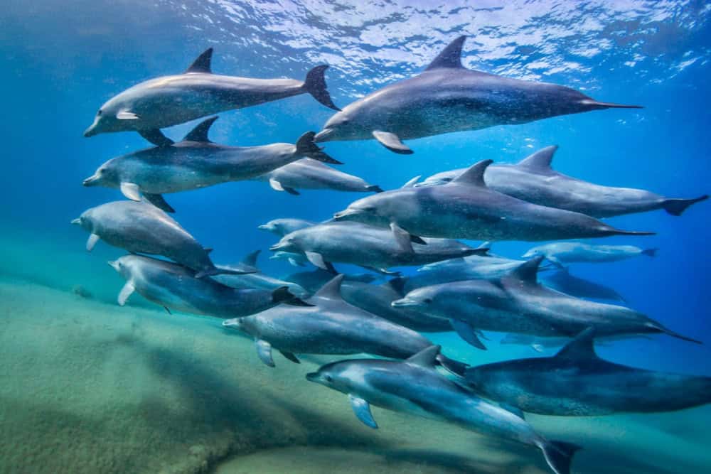 dolphins around ibo island mozambique holiday