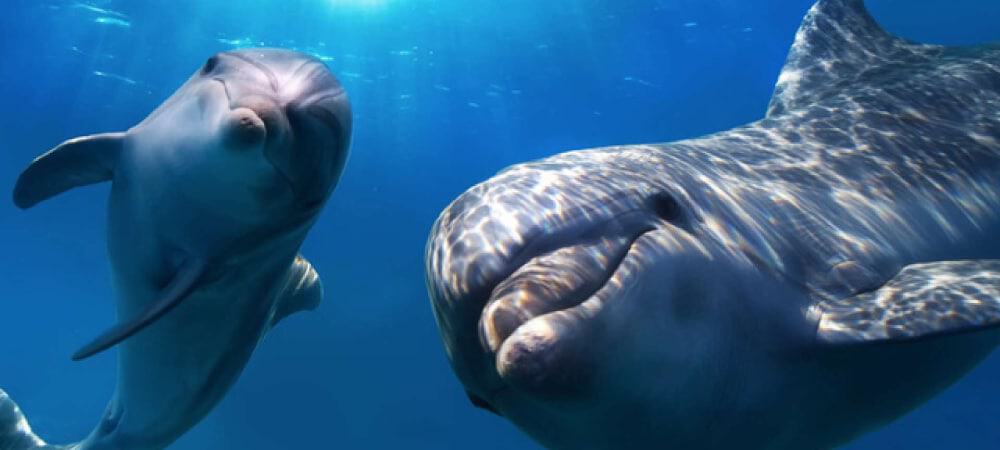 marine life mozambique holiday dolphins