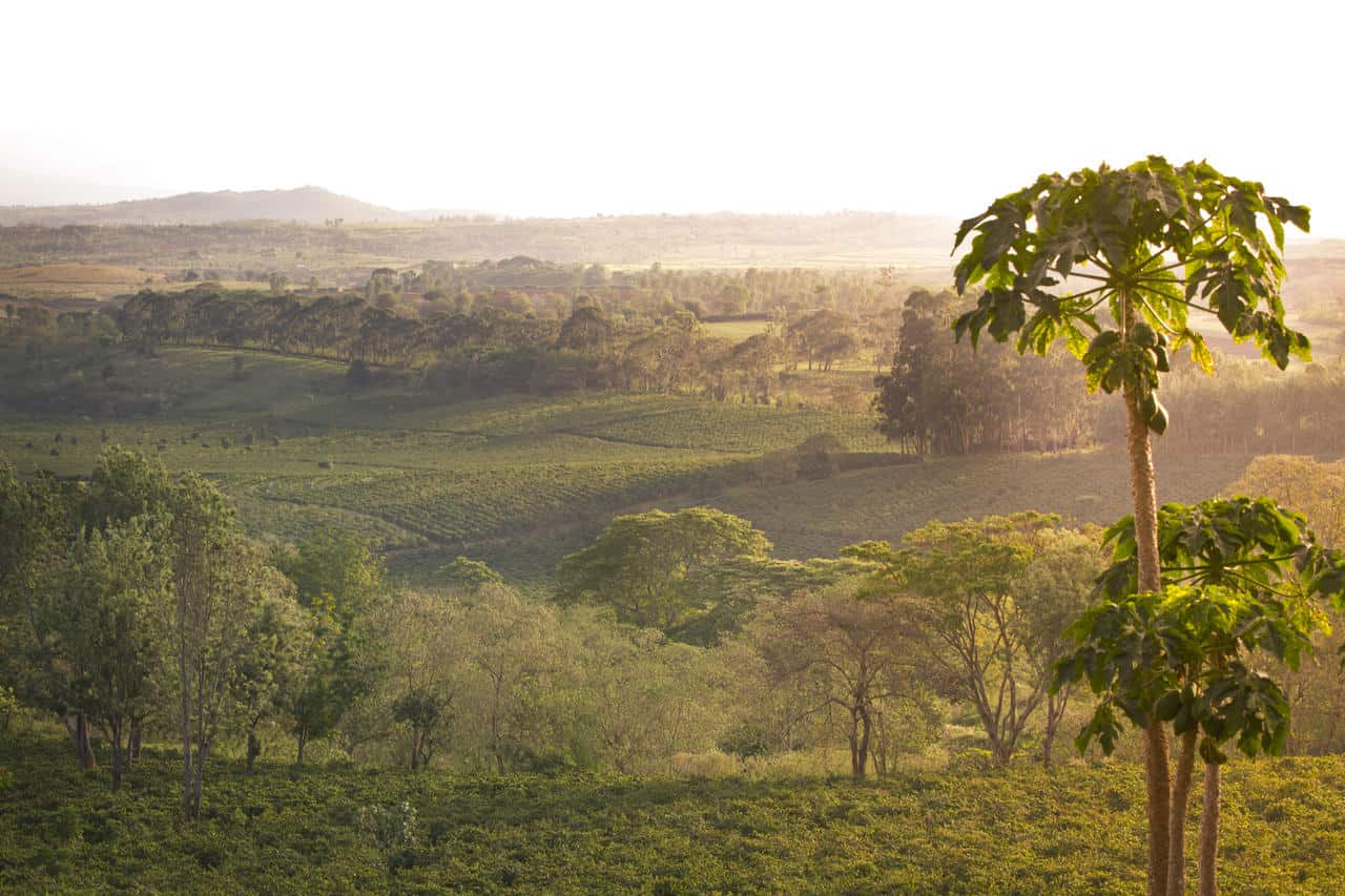 gibbs farm ngorongoro crater tanzania safari