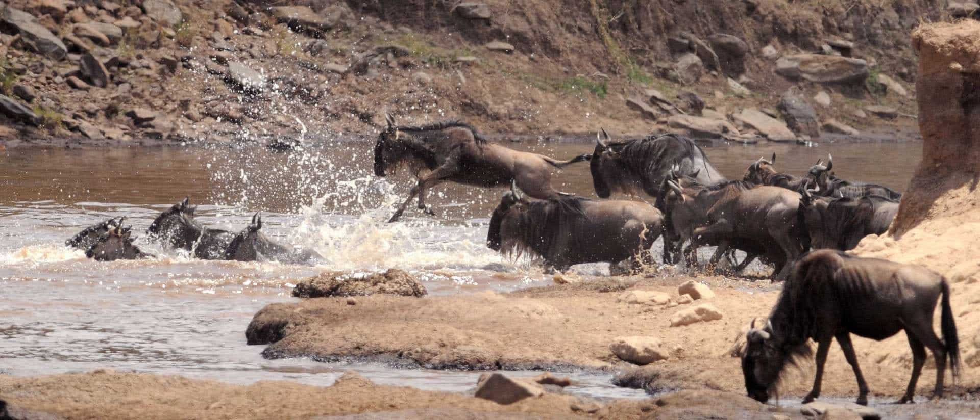 migration kenya