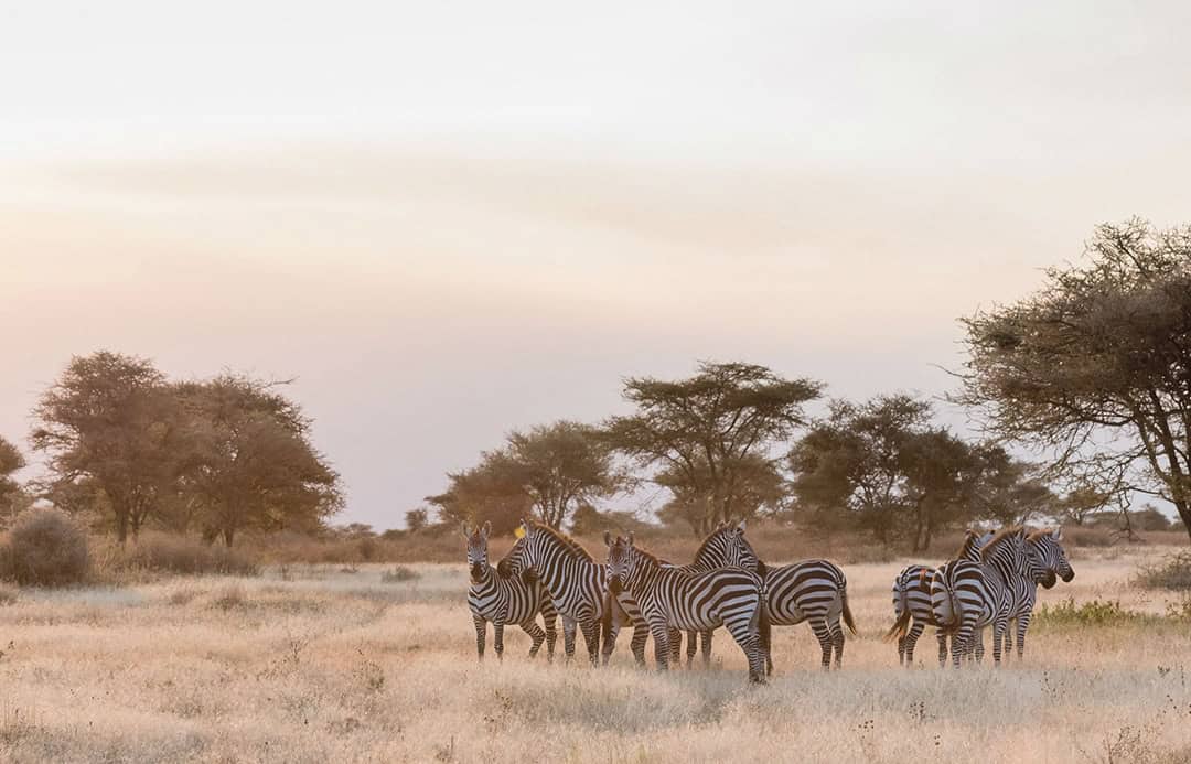 zebra ngorongoro crater wildlife