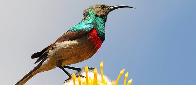 Birding in Plettenberg Bay | Photo Credits: Plettenberg Bay