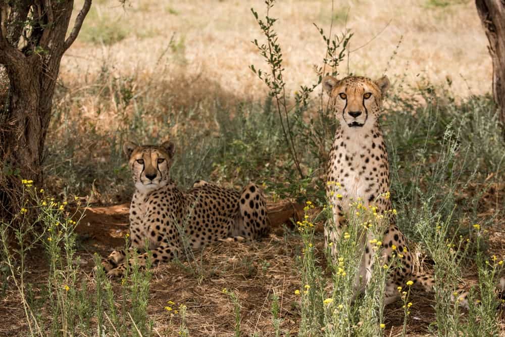 Cheetah Conservation in Namibia