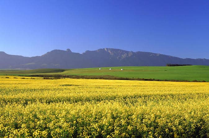 Spring Time in South Africa