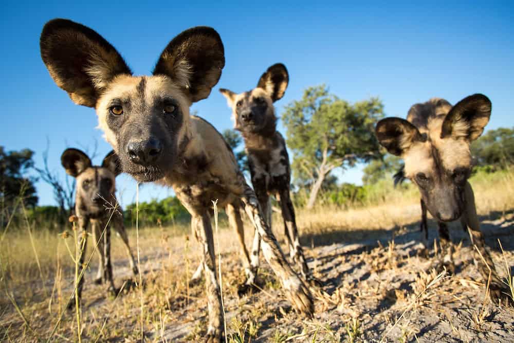 Pack of curious African wild dogs in Moremi Game Reserve, Botswana.