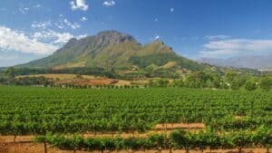 Vineyards with a mountain in the background and blue skies showing the beauty of the Cape Winelands.