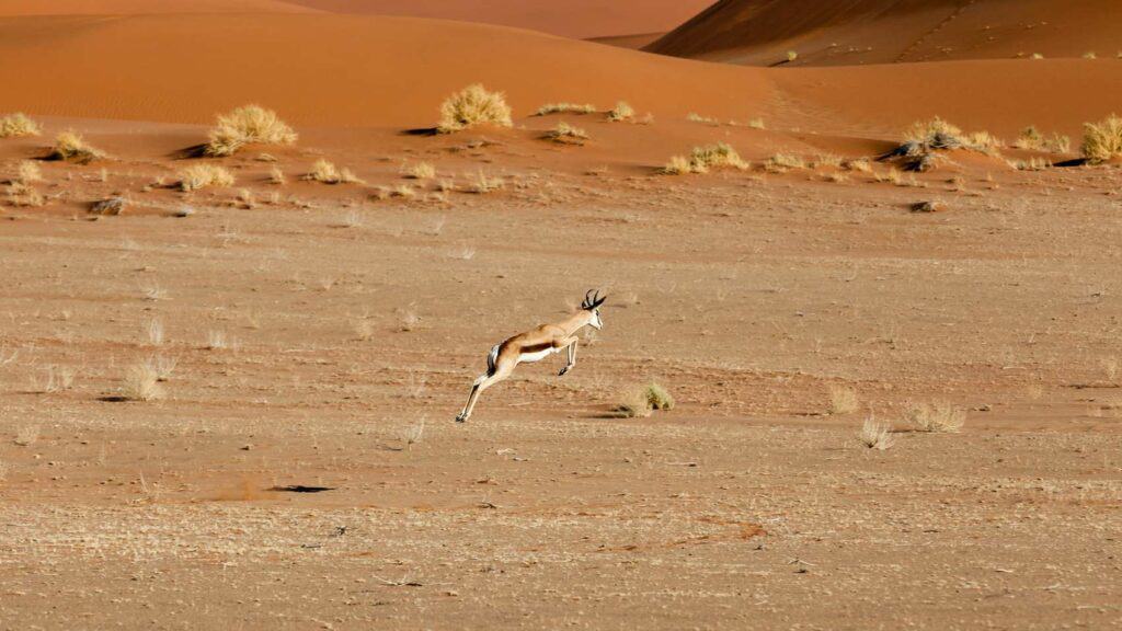 Springbok in Sossusvlei Namibia