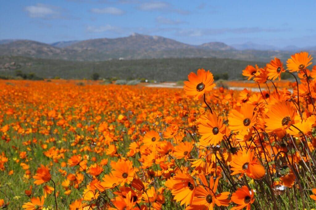 Namaqualand flowers