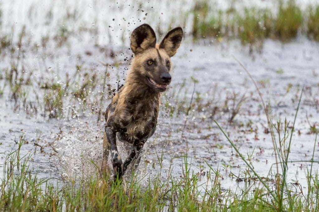 African wild dog running in Linyanti Concession, Botswana.