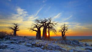 makgadikgadi-national-park-botswana-safari-baobabs-sunset-1.jpg