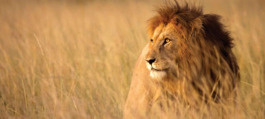 Lion sighting in SA Safari