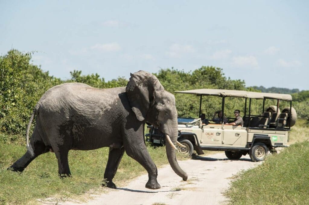 Elephant crossing the road at Chobe National Park | Photo credit: Chobe Game Lodge