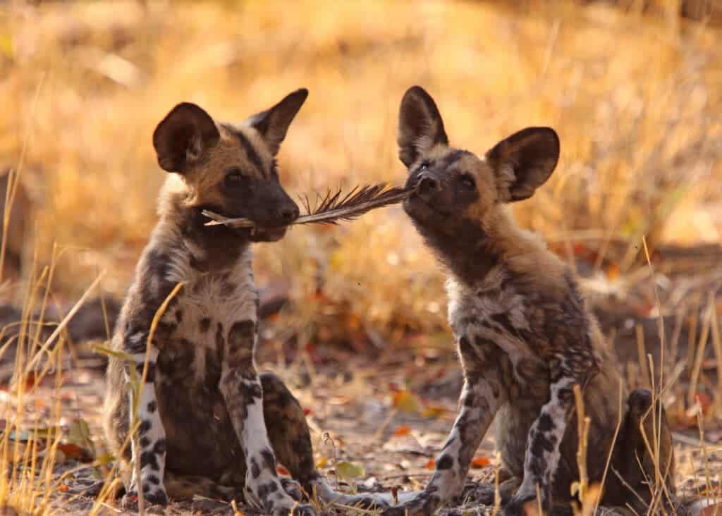 African wild dogs in the Okavango Delta, Botswana.