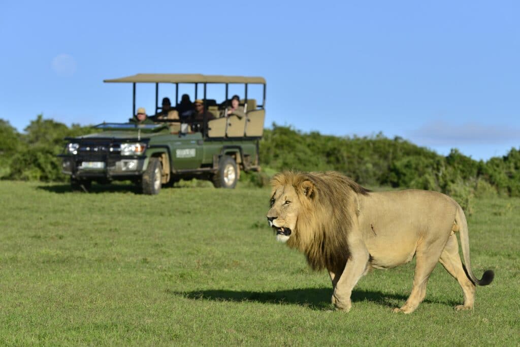 Game drive at Shamwari Game Reserve. Photo: Shamwari Riverdene Lodge