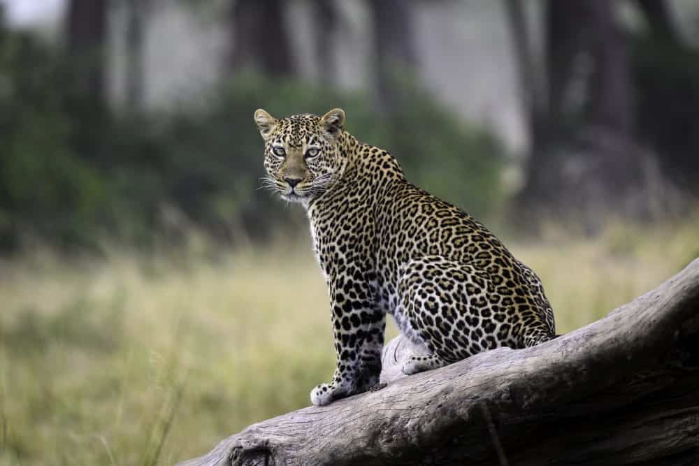 masai mara leopard