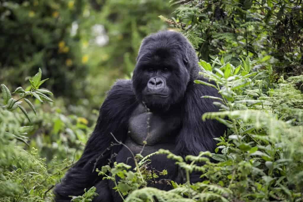 Gorilla trekking in Volcanoes National Park, Rwanda.