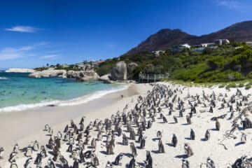 Penguin colony at Boulders Beach, Cape Town.