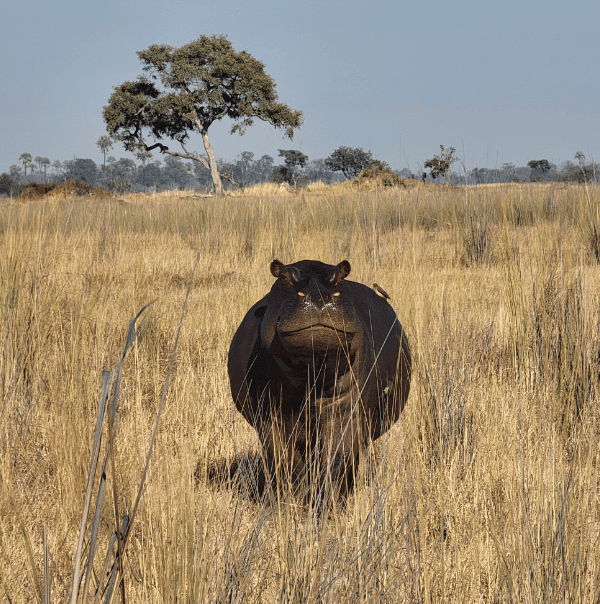 Hippo walking in grass