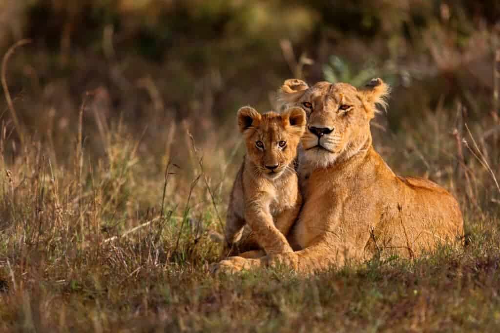 Lion mother with her cub in Masai Mara, Kenya.