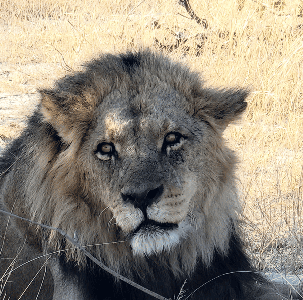 Lion in shade