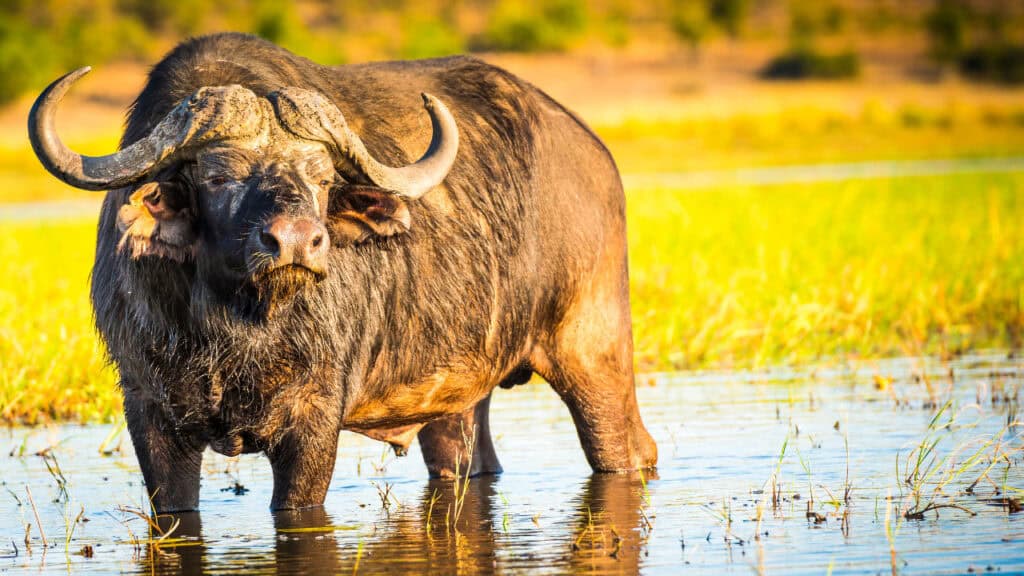 Buffalo in the Chobe National Park, Botswana.