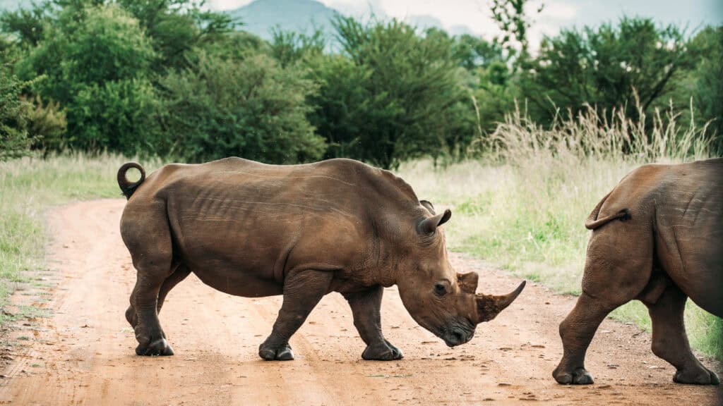 White rhinos crossing a road at a safari destination called Pilansberg National Park.
