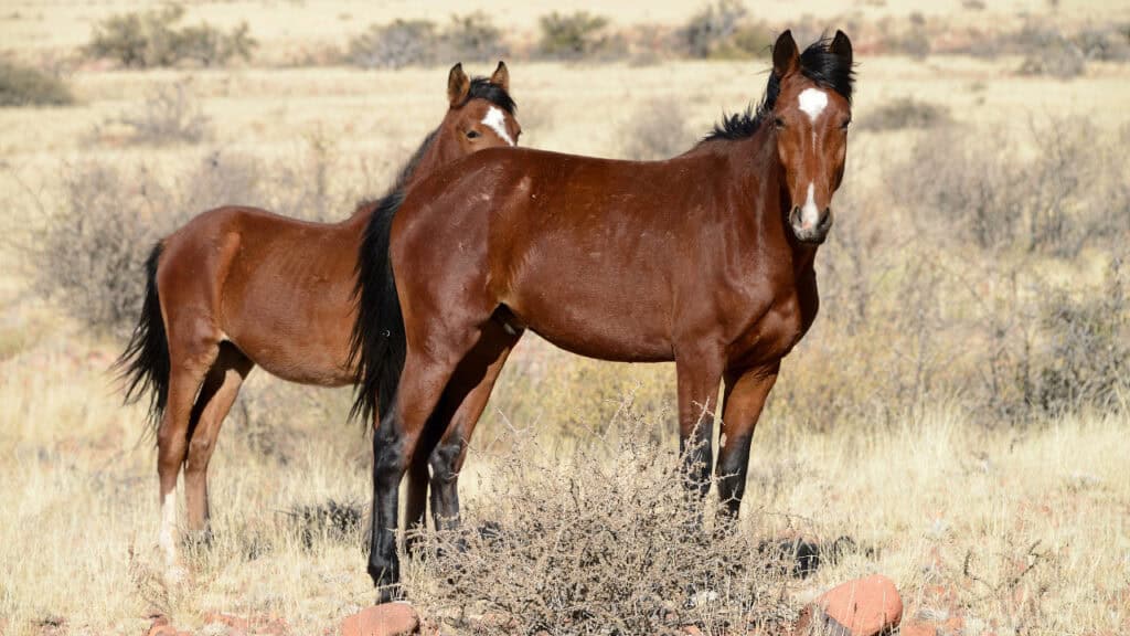 Wild horses in Namibia.